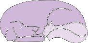 Peaceful Pathways for Pets