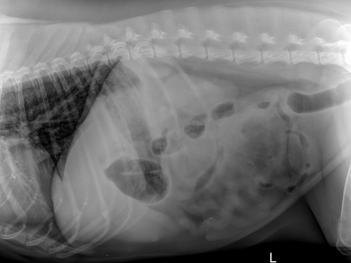 US296-151267_1 Skewer in stomach